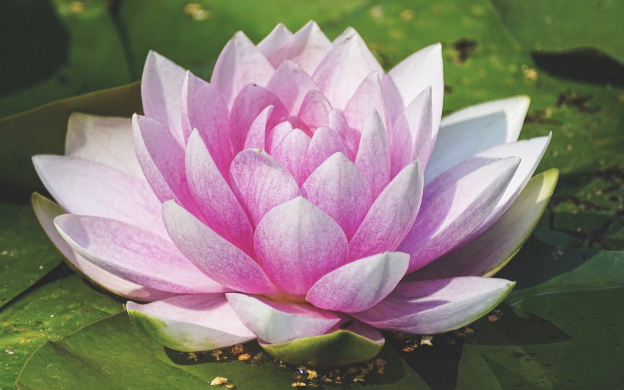 Китайские кувшинки