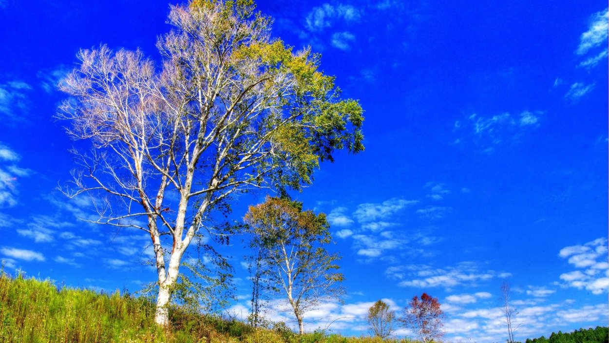 Природа деревья небо