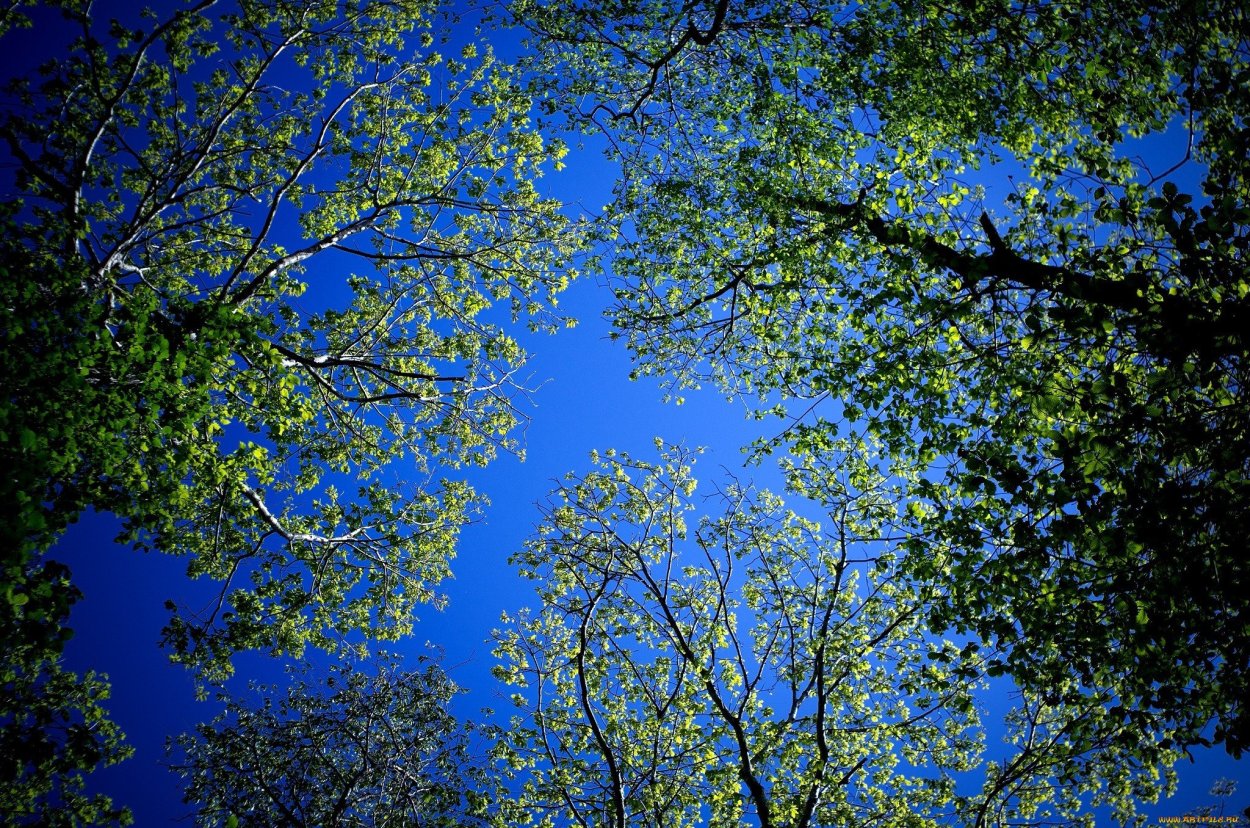 Голубое дерево