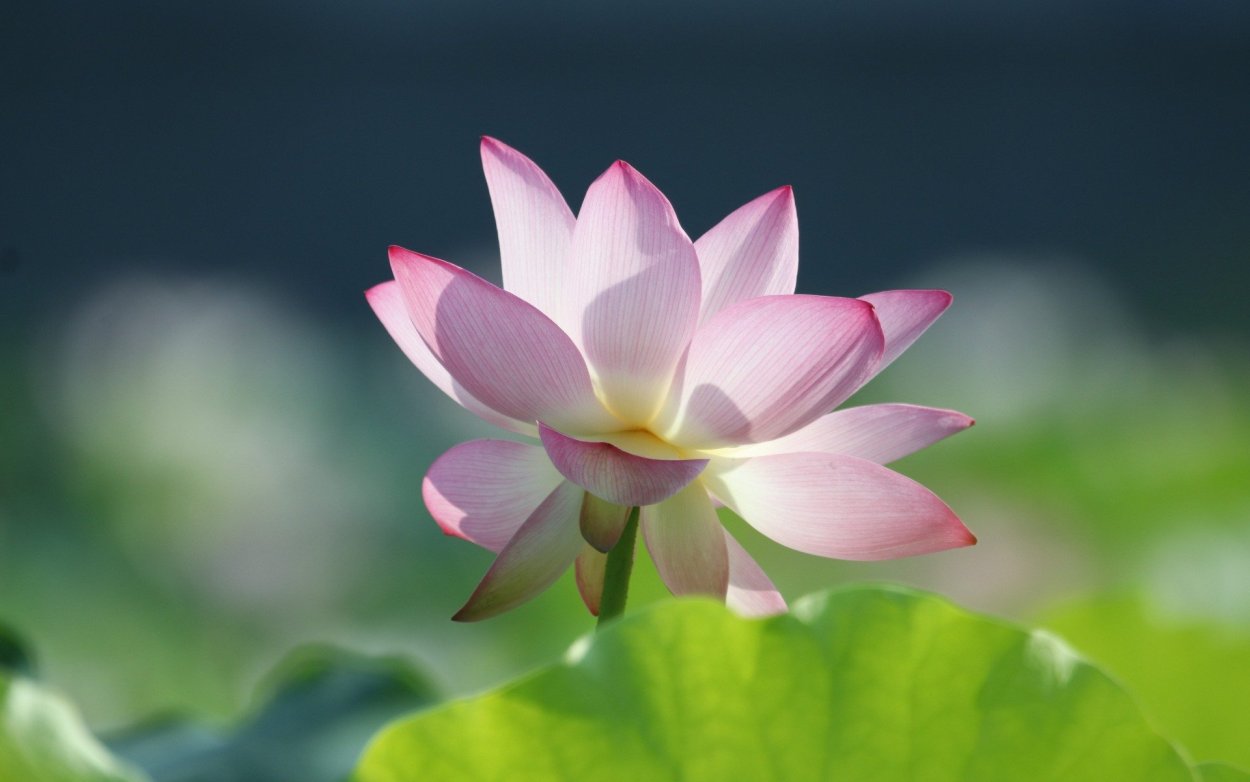 Пятилистный Лотос