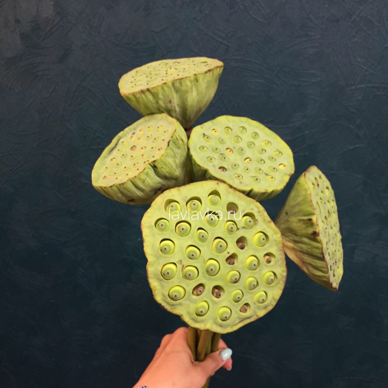 Лотос цветок коробочка