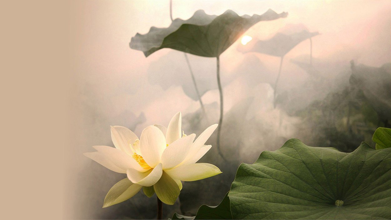 Цветок лотоса на рассвете