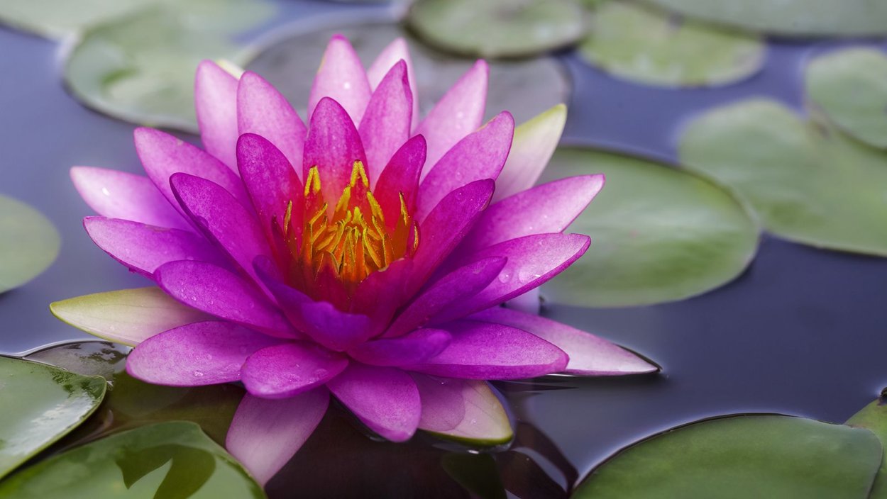 Тайланд кувшинки