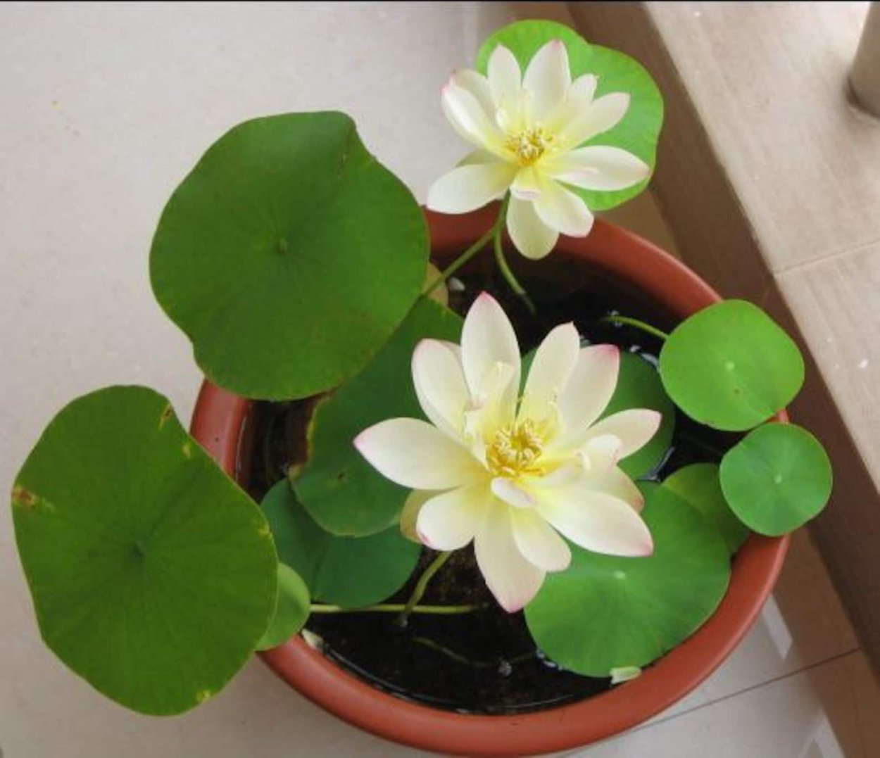 Кувшинка лотоса семена