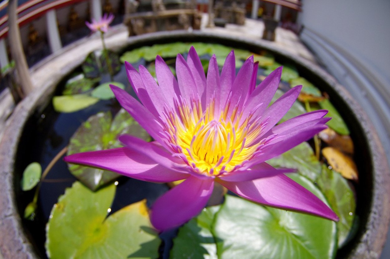 Тайланд цветы Лотос