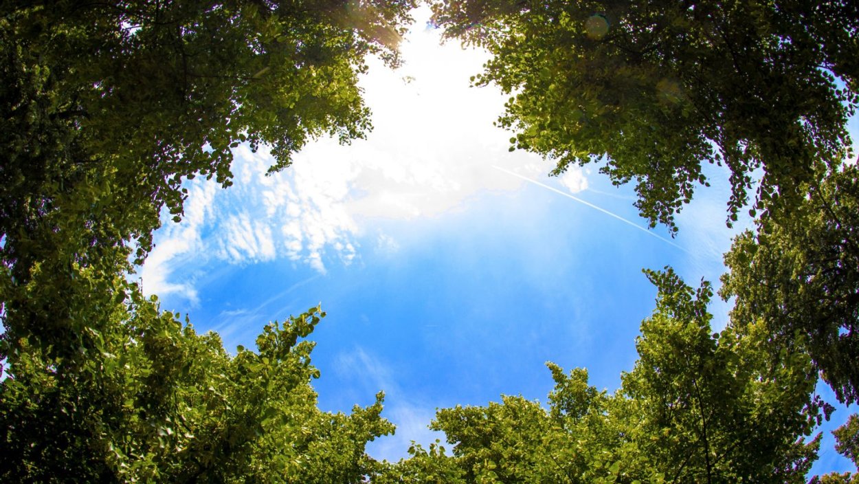 Лес снизу вверх