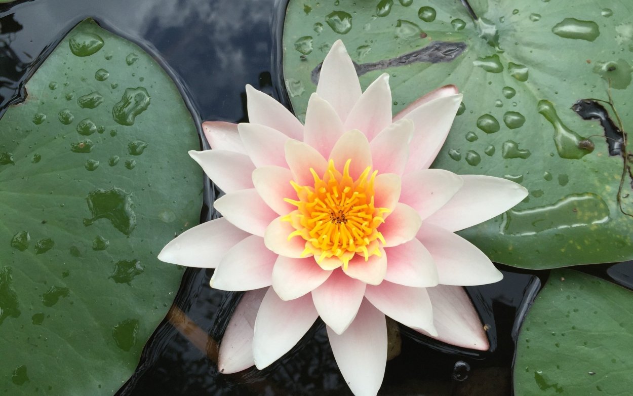 Кувшинка звездчатая