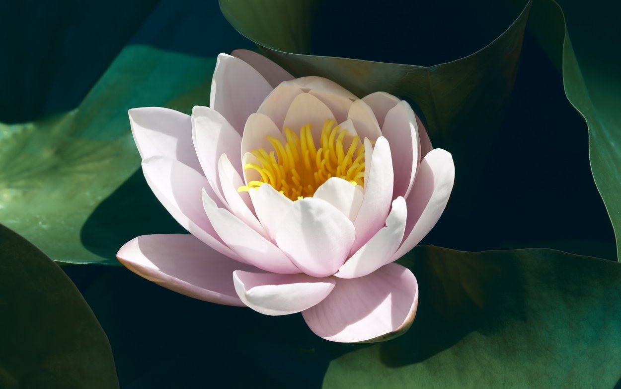 Кувшинка и Лотос цветы