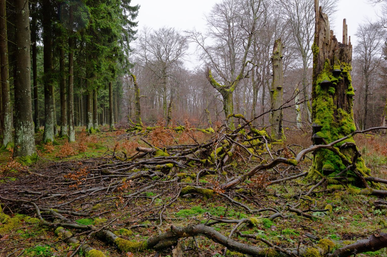 Бурелом зимой