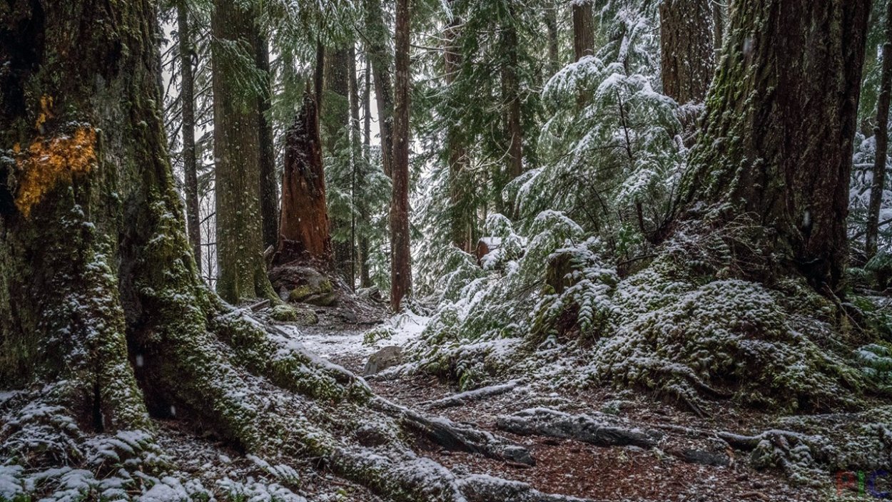 Таёжный бурелом