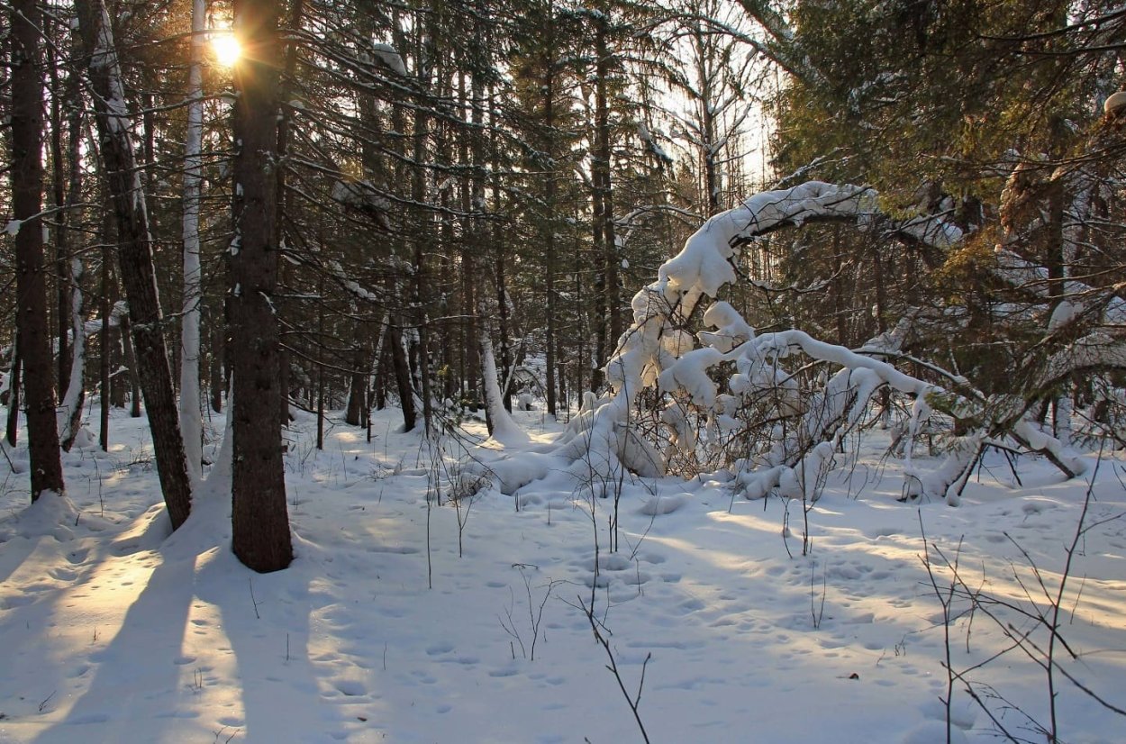 Кэрсивин Ирландия лес