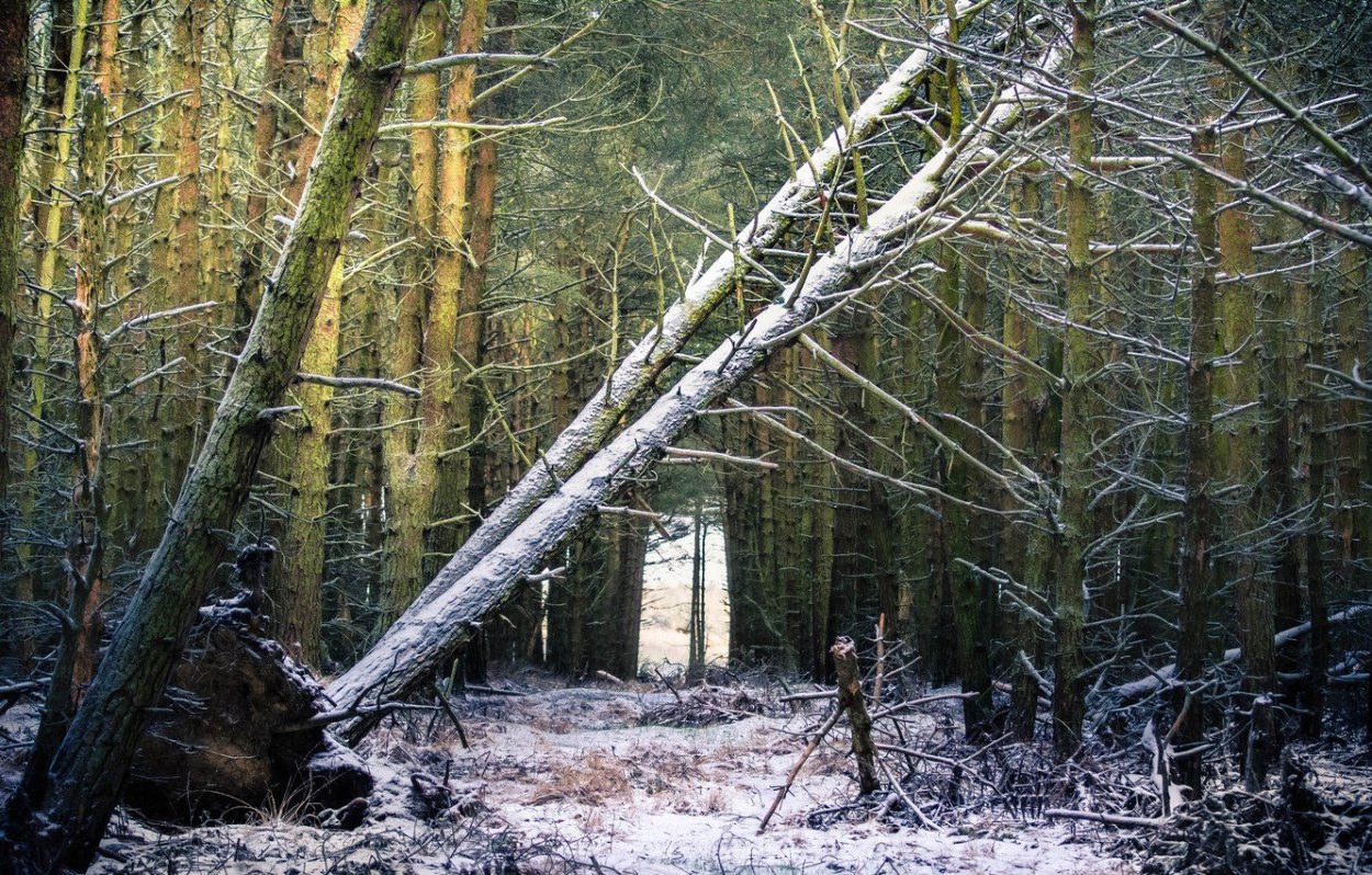 Бурелом валежник