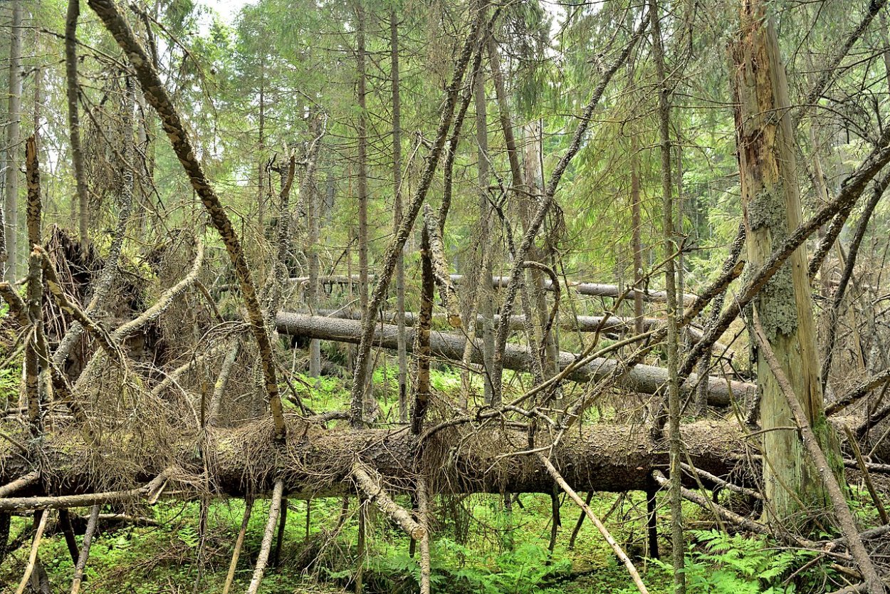Дебри в лесу