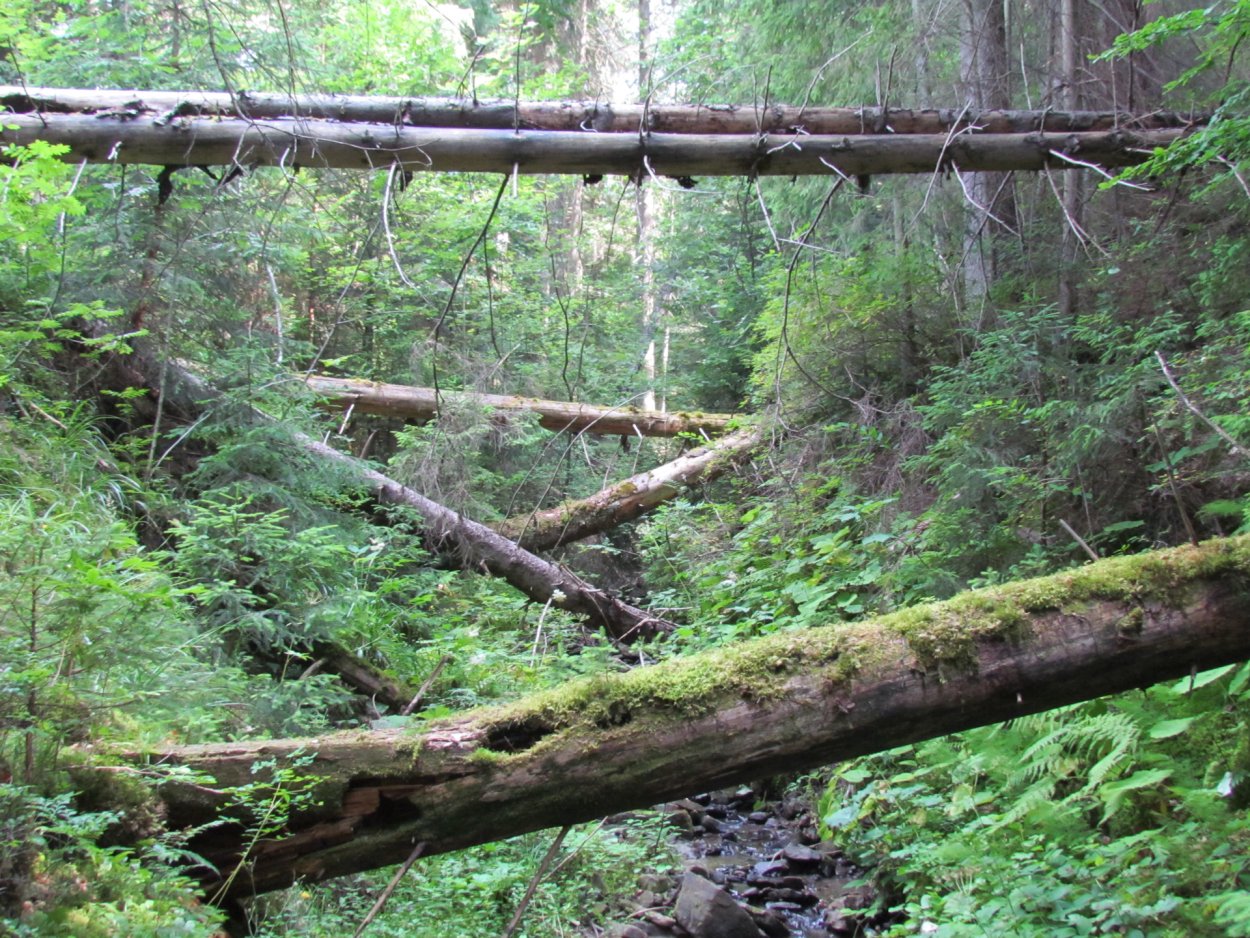 Сосновый Бор бурелом