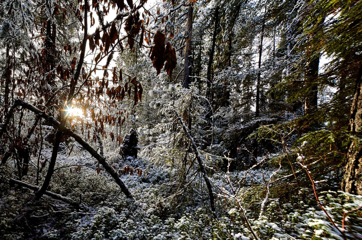 Валежная древесина