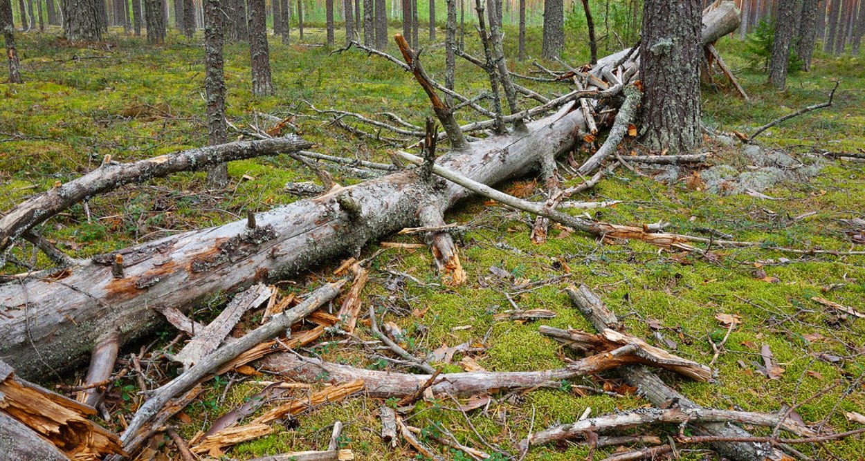 Сухостой в лесу
