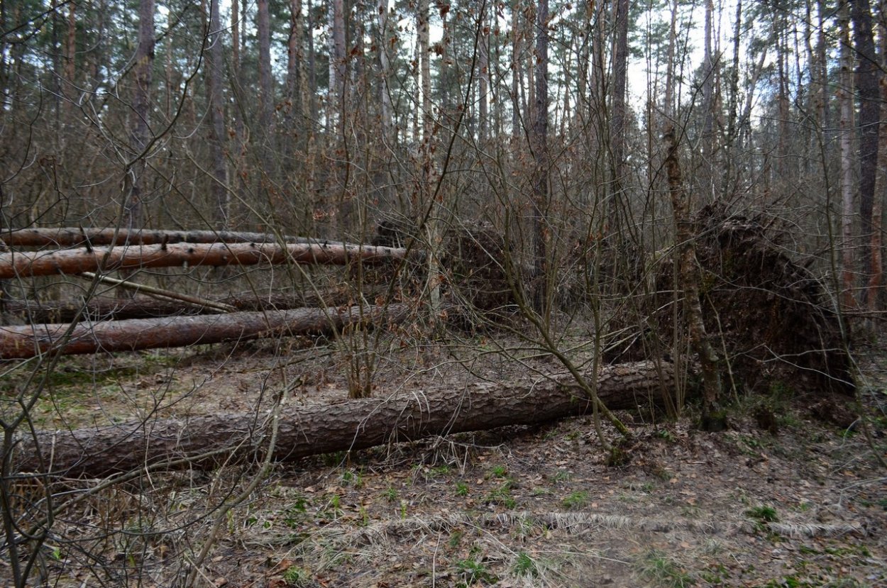 Глухая Тайга бурелом