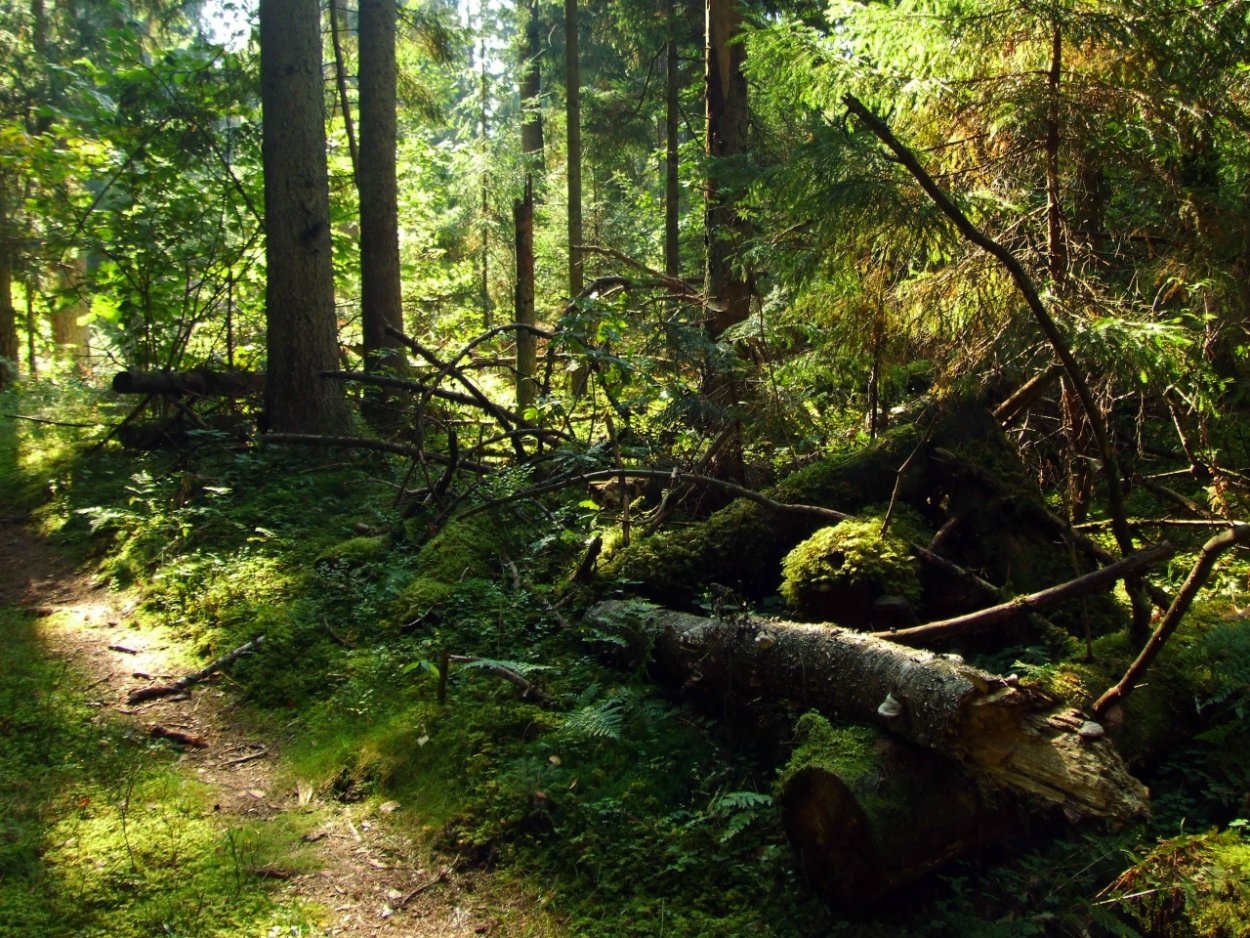 Шишкин зимний лес