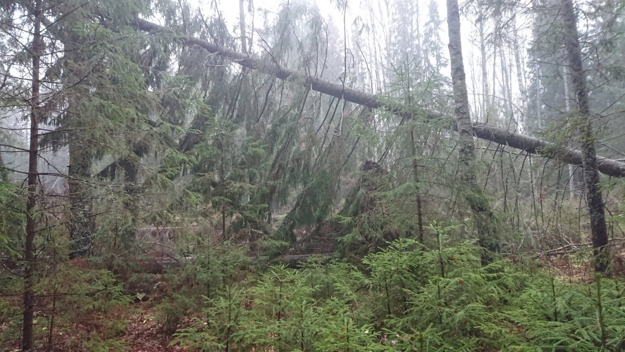 Туманный лес чистилище