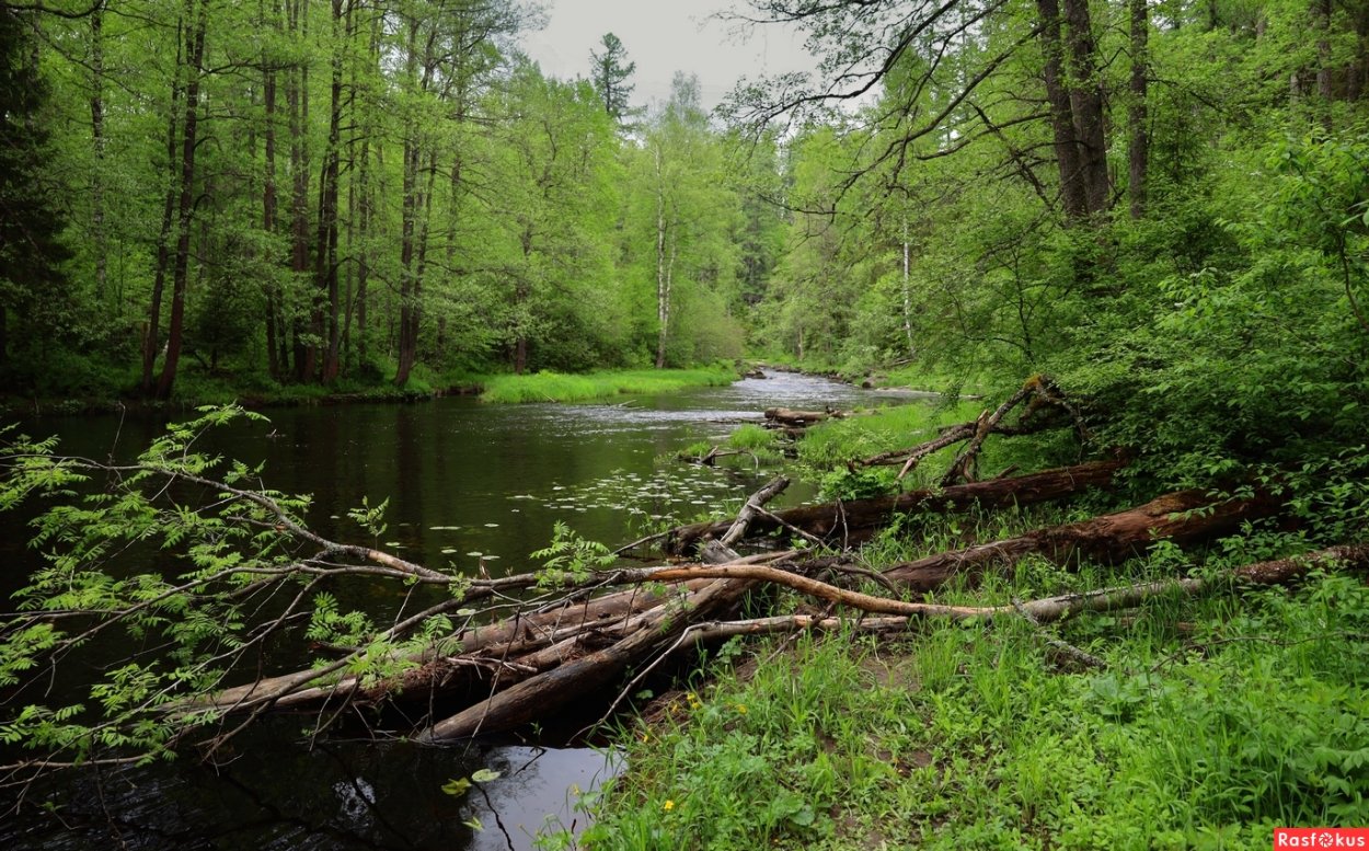 Лесной бурелом