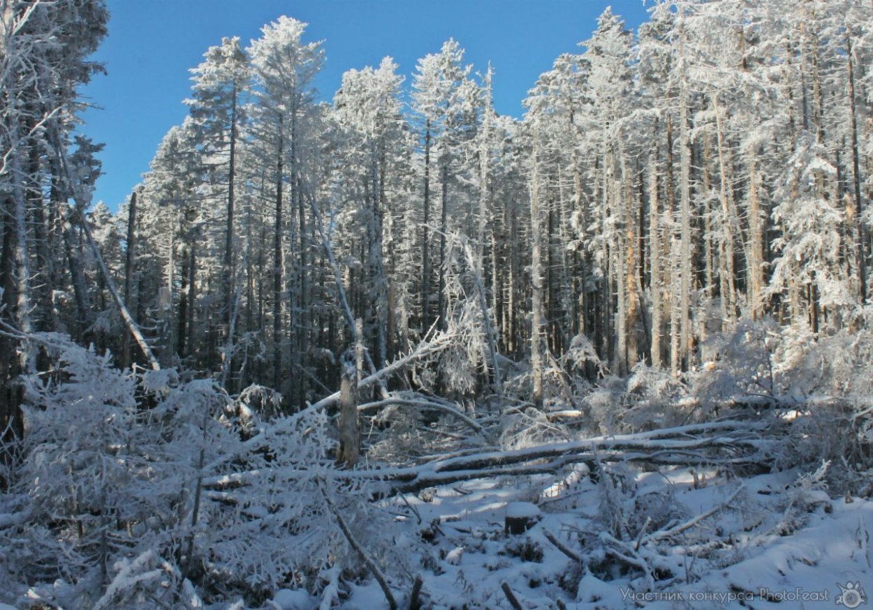 Бурелом в городе