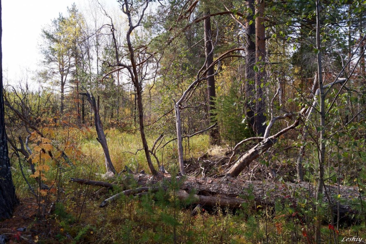 Кунашир замшелый лес
