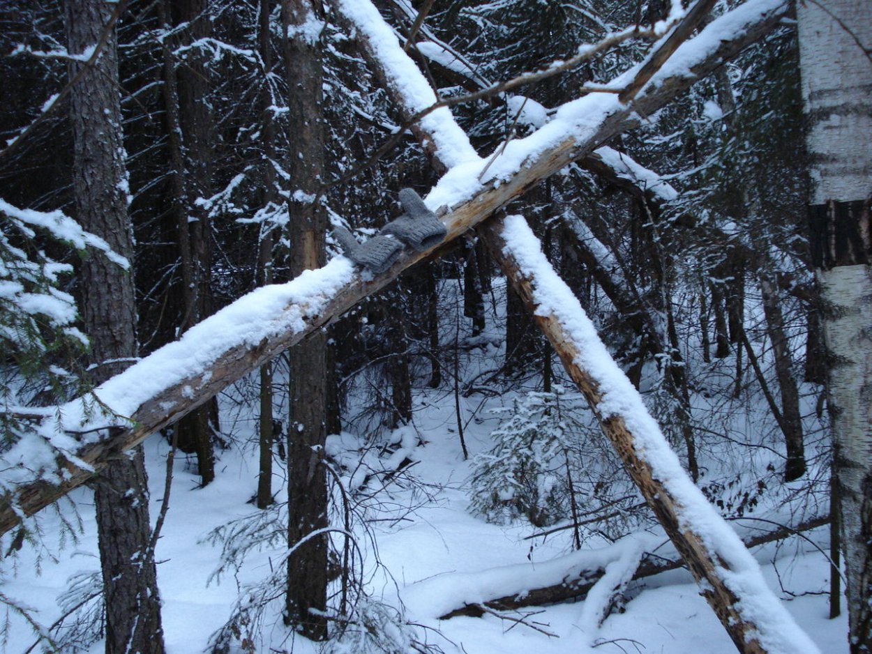 Бурелом в лесу