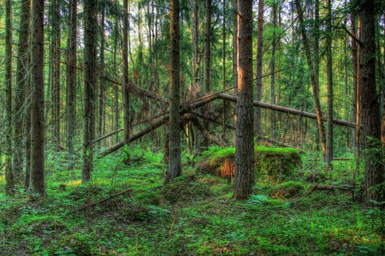 Тайга бурелом зимой