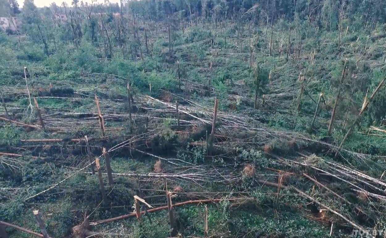 Поваленное дерево