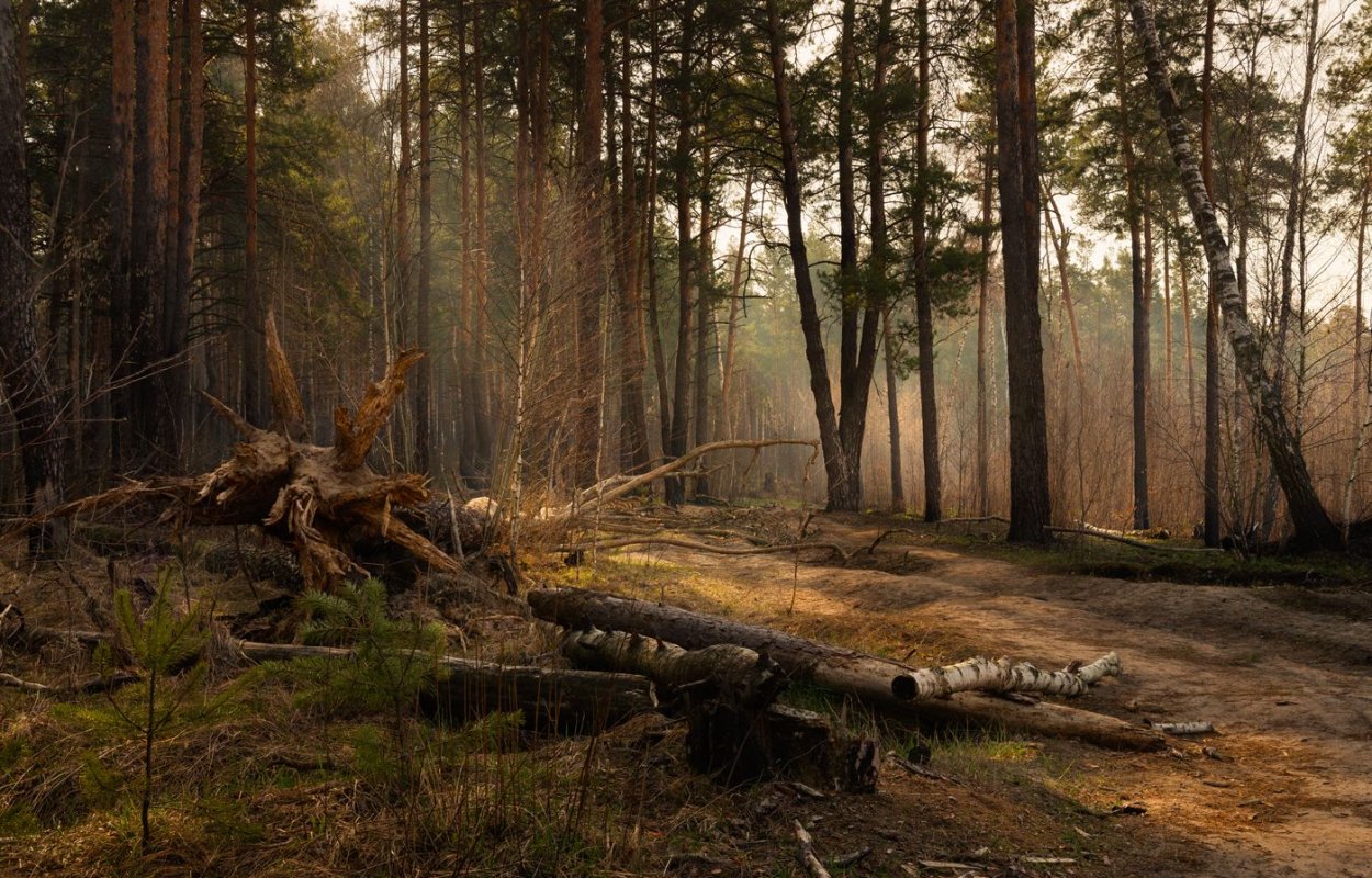 Тайга ХМАО бурелом