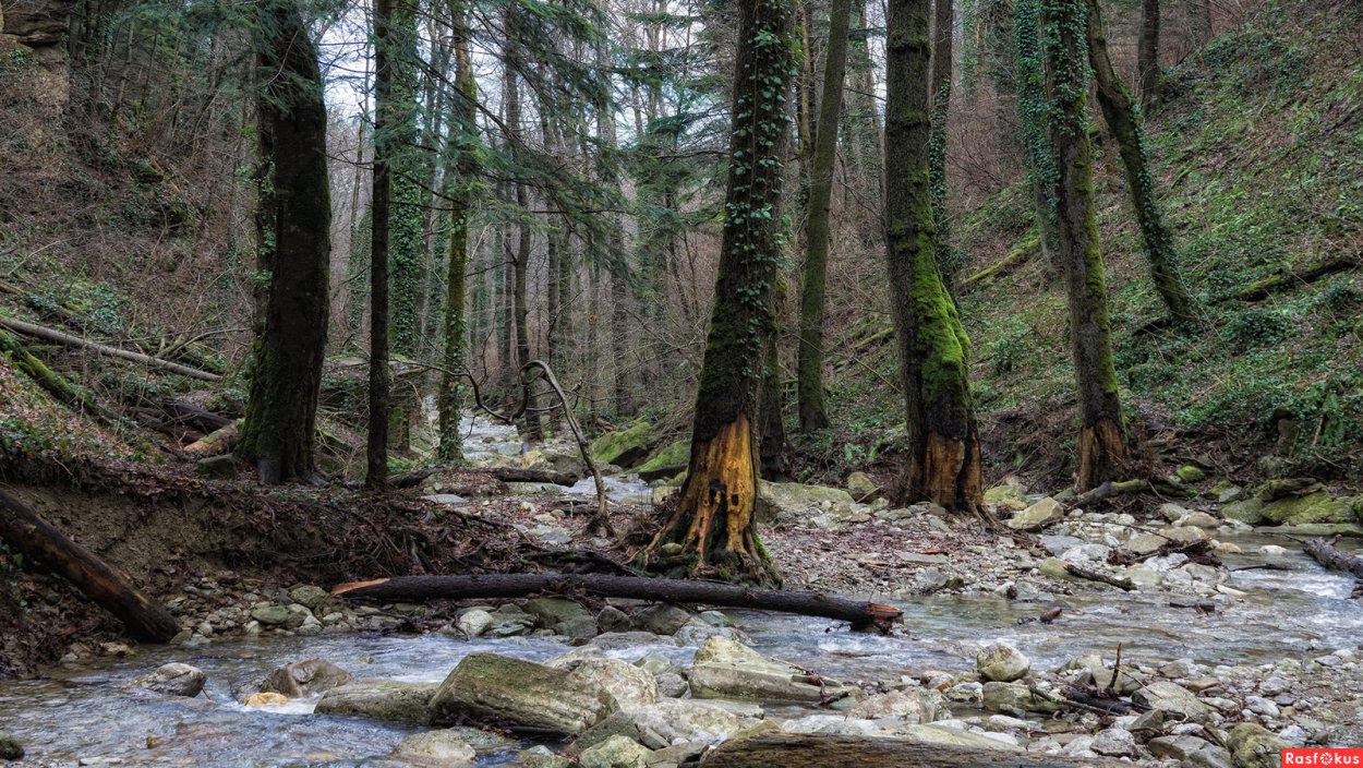 Таёжный бурелом