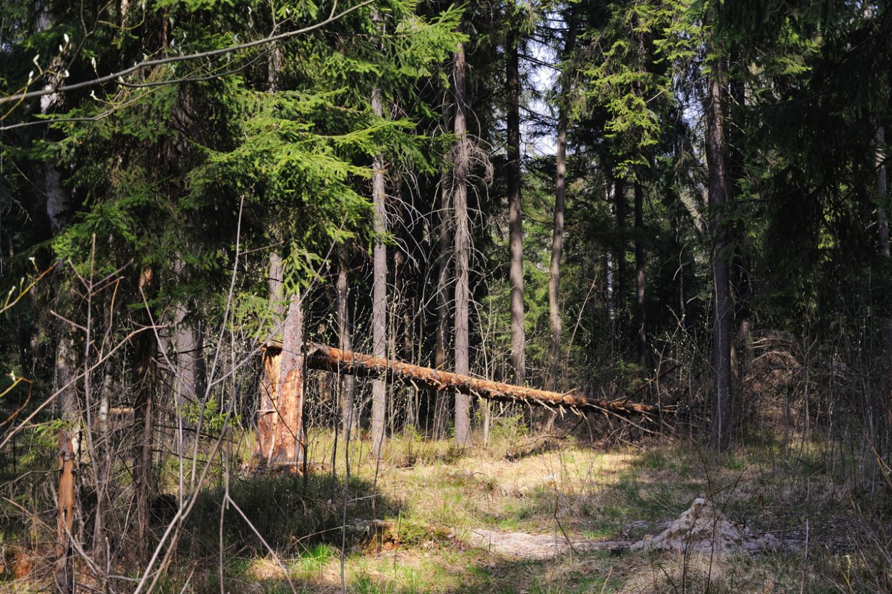 Forest Core aesthetic