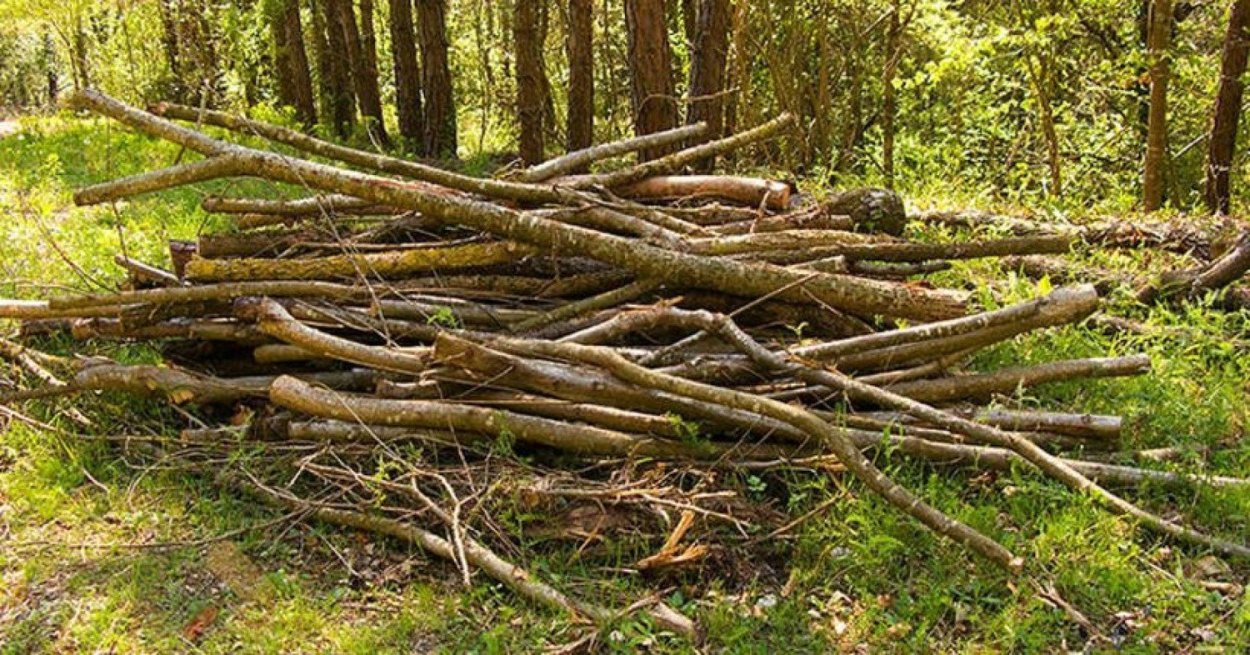 Тайга бурелом, валежник