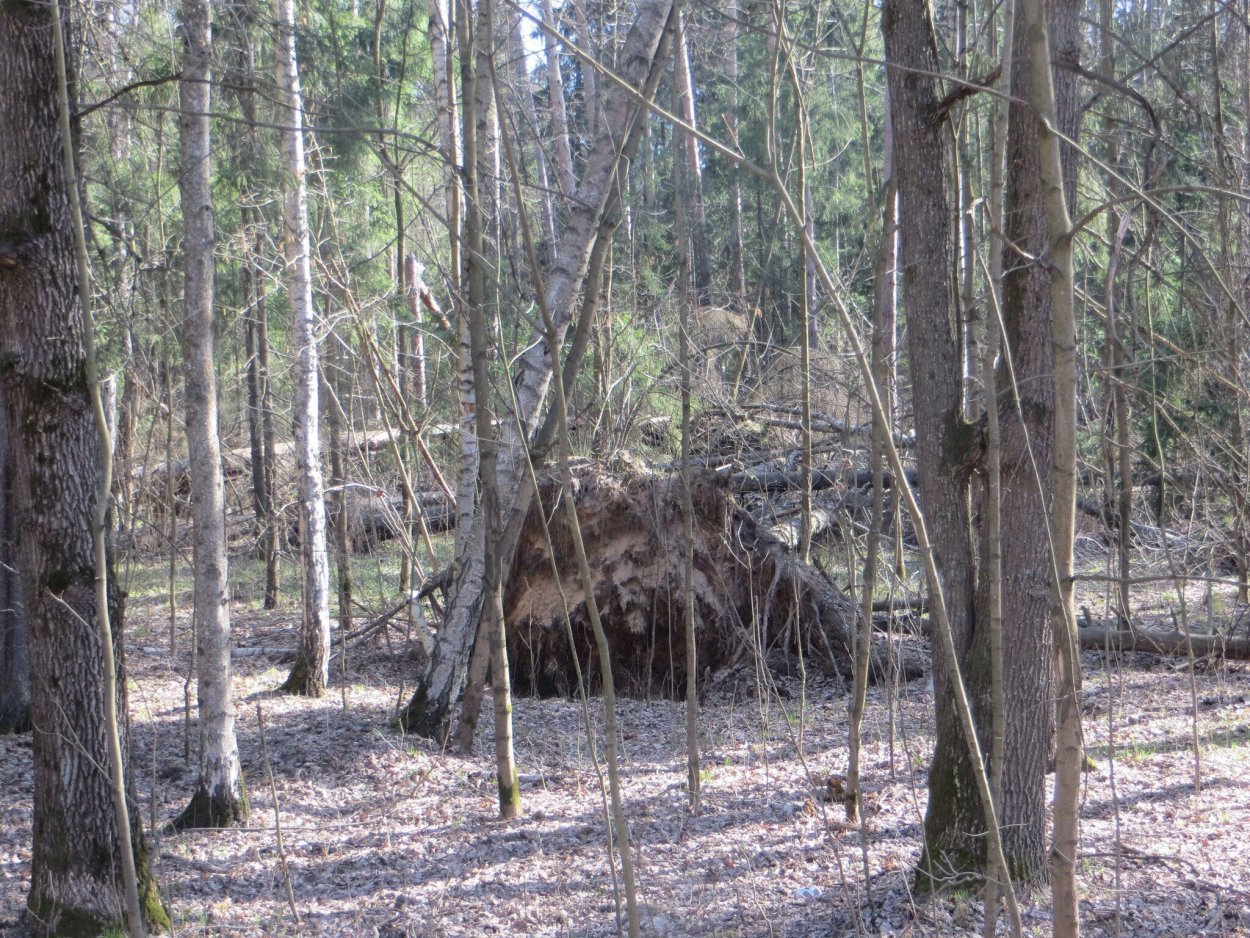 Ветровал и бурелом