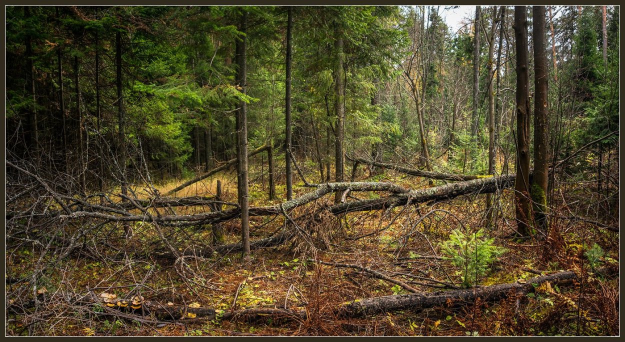 Глухая Тайга бурелом