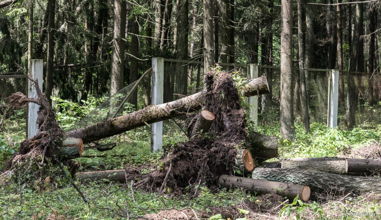 Ветровал и бурелом