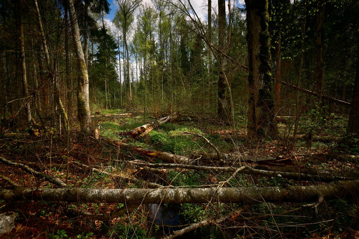 Поваленное дерево