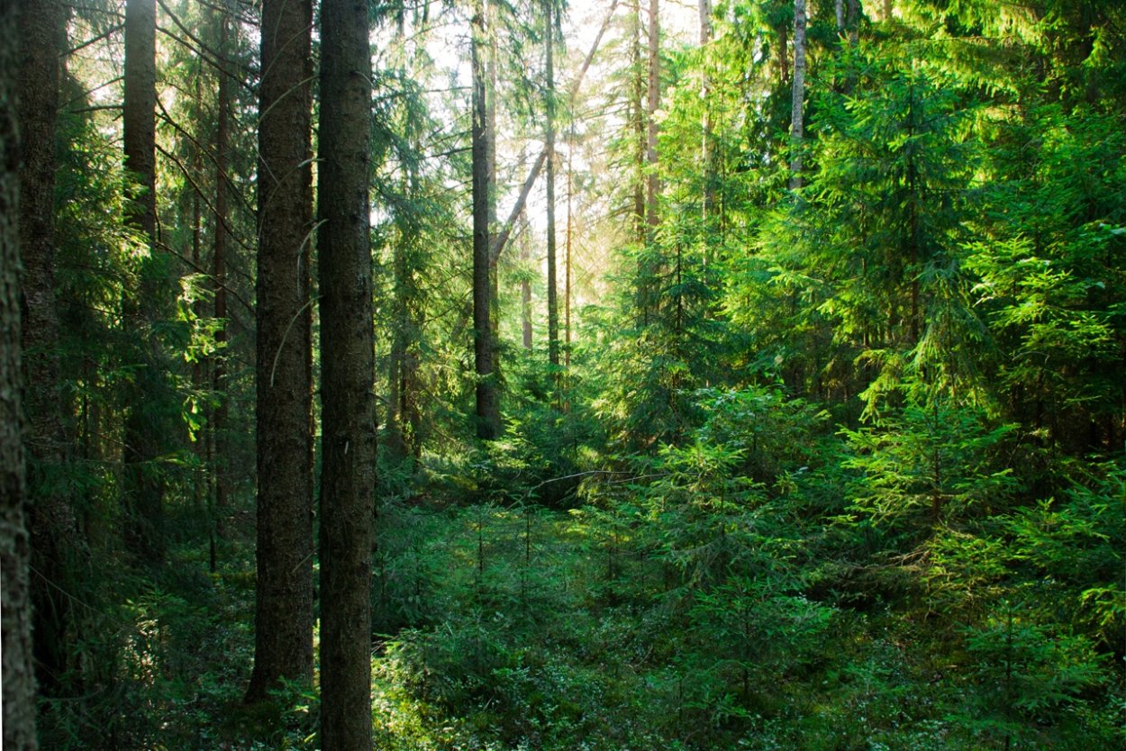 Последний снег в еловом лесу