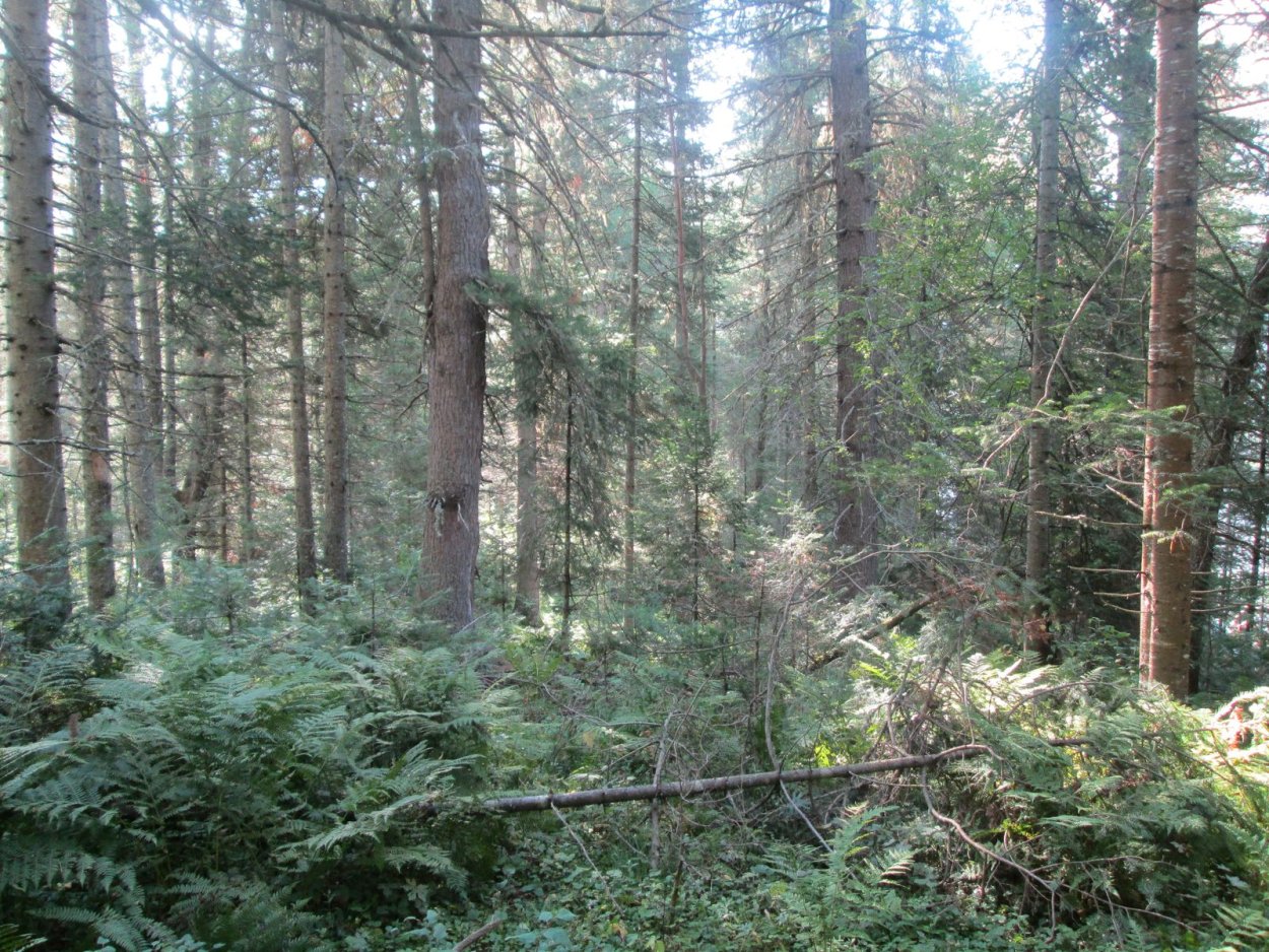 Болото +зима бурелом