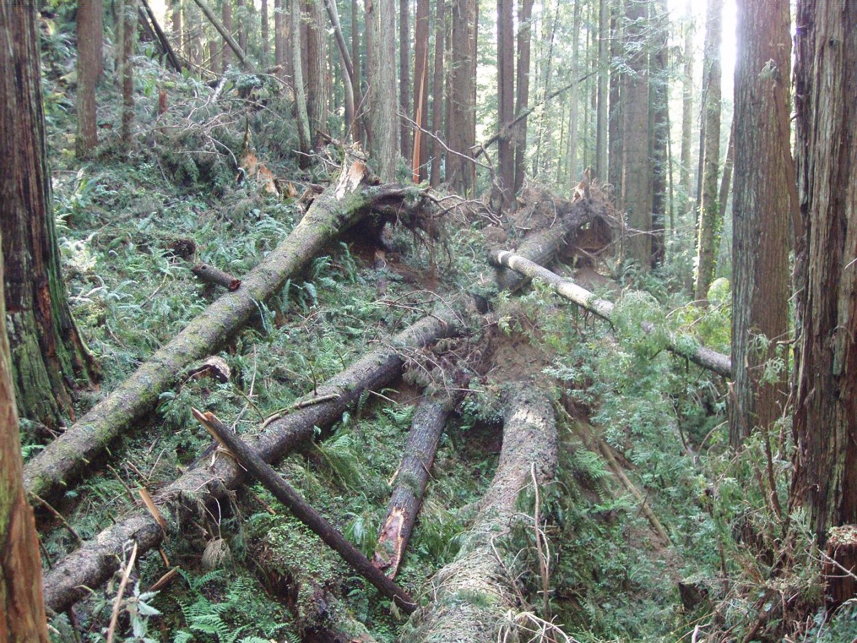 Лесной валежник