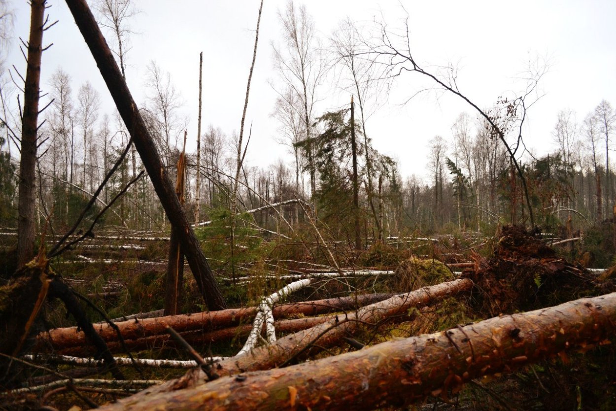 Ветровал в лесу