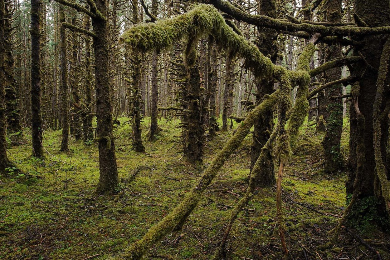 Тайга хвойный Бор НЕПРОХОДИМАЯ