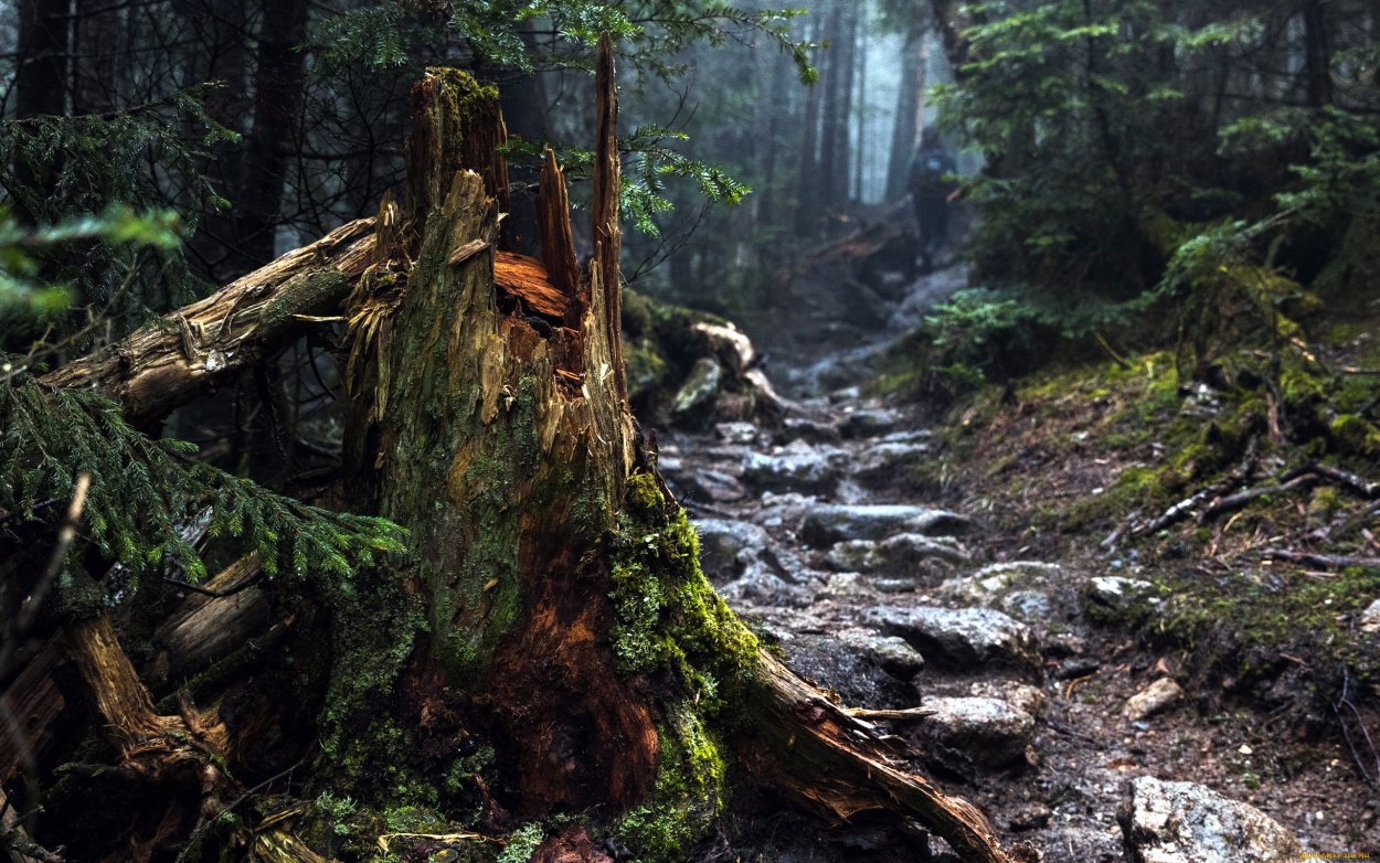Швеция буреломы