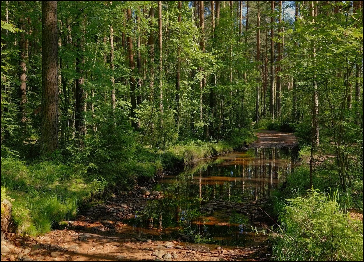 Бурелом зимой в лесу