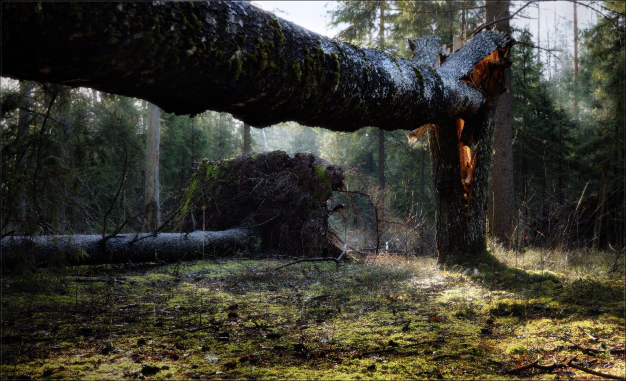 Бурелом в лесу