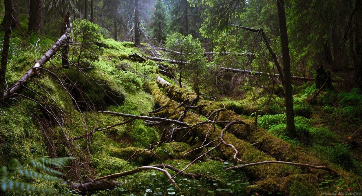 Зимний лес бурелом