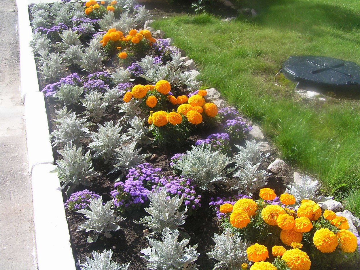 Бархатцы и цинерария