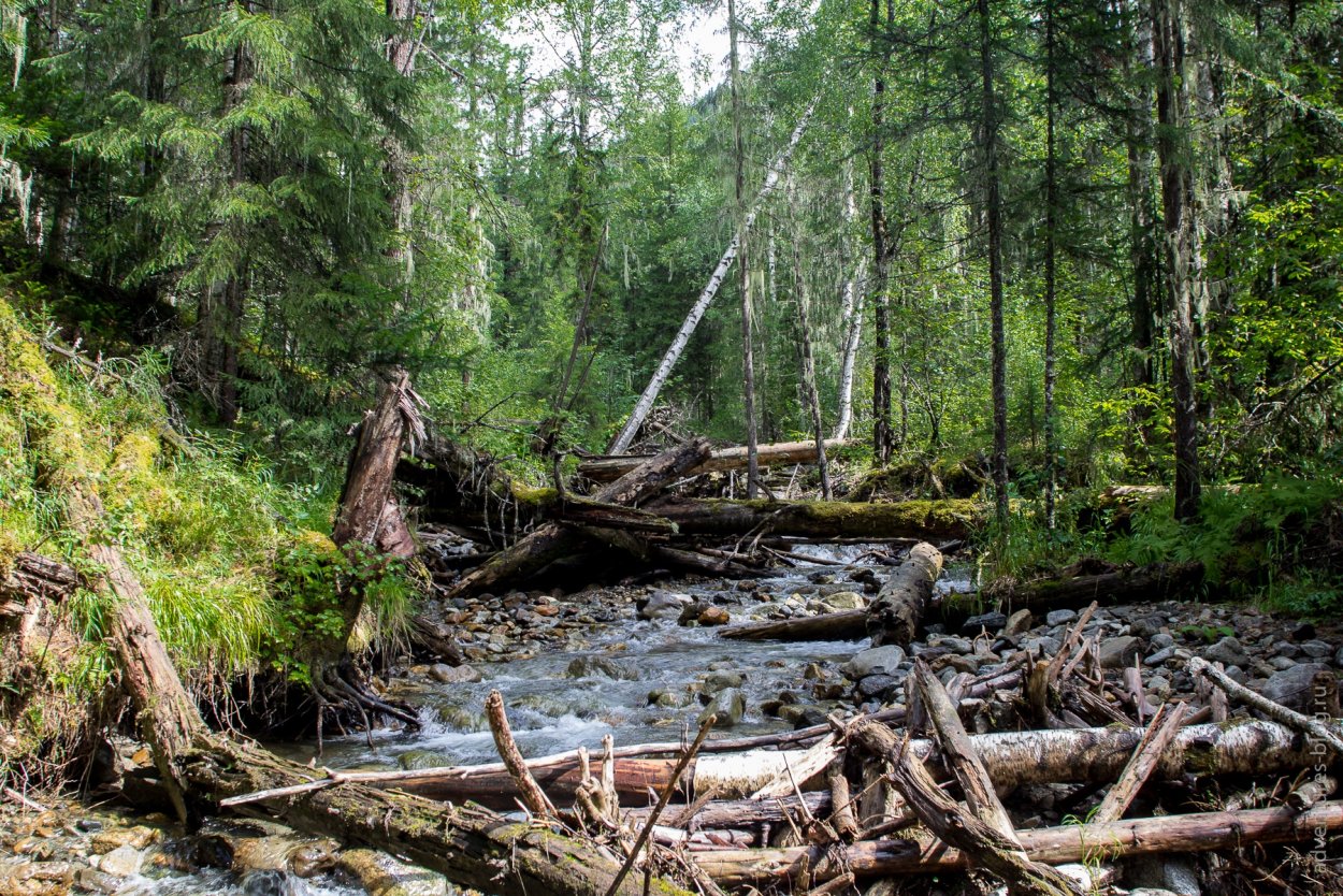 Бурелом зимой