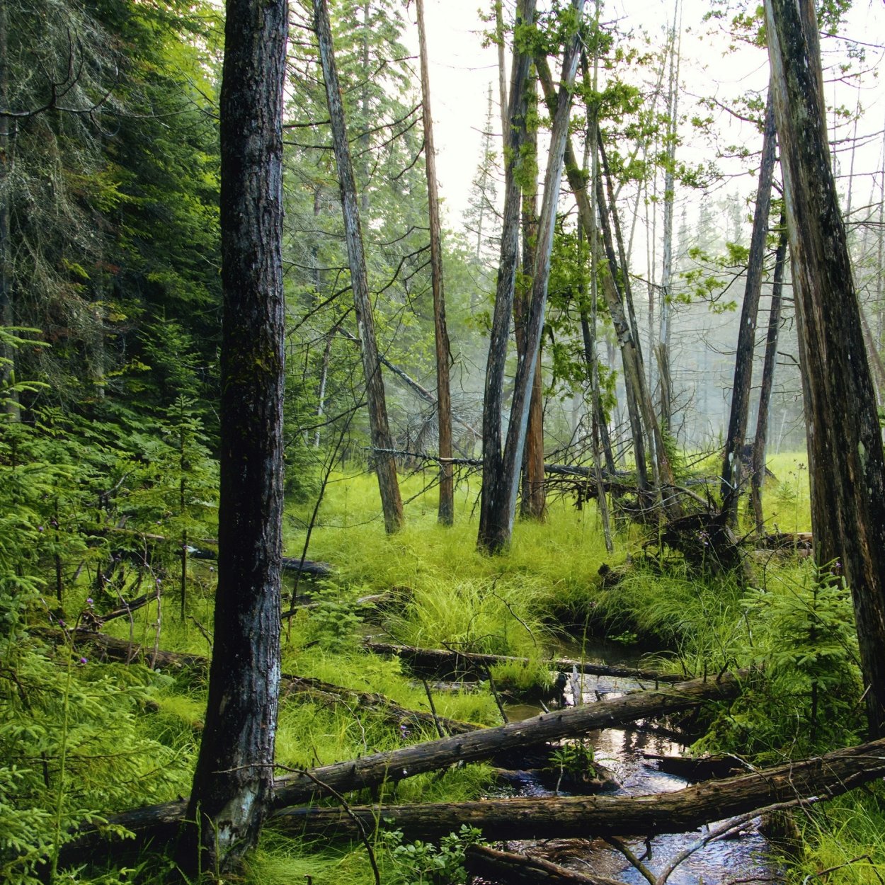 Поваленный лес