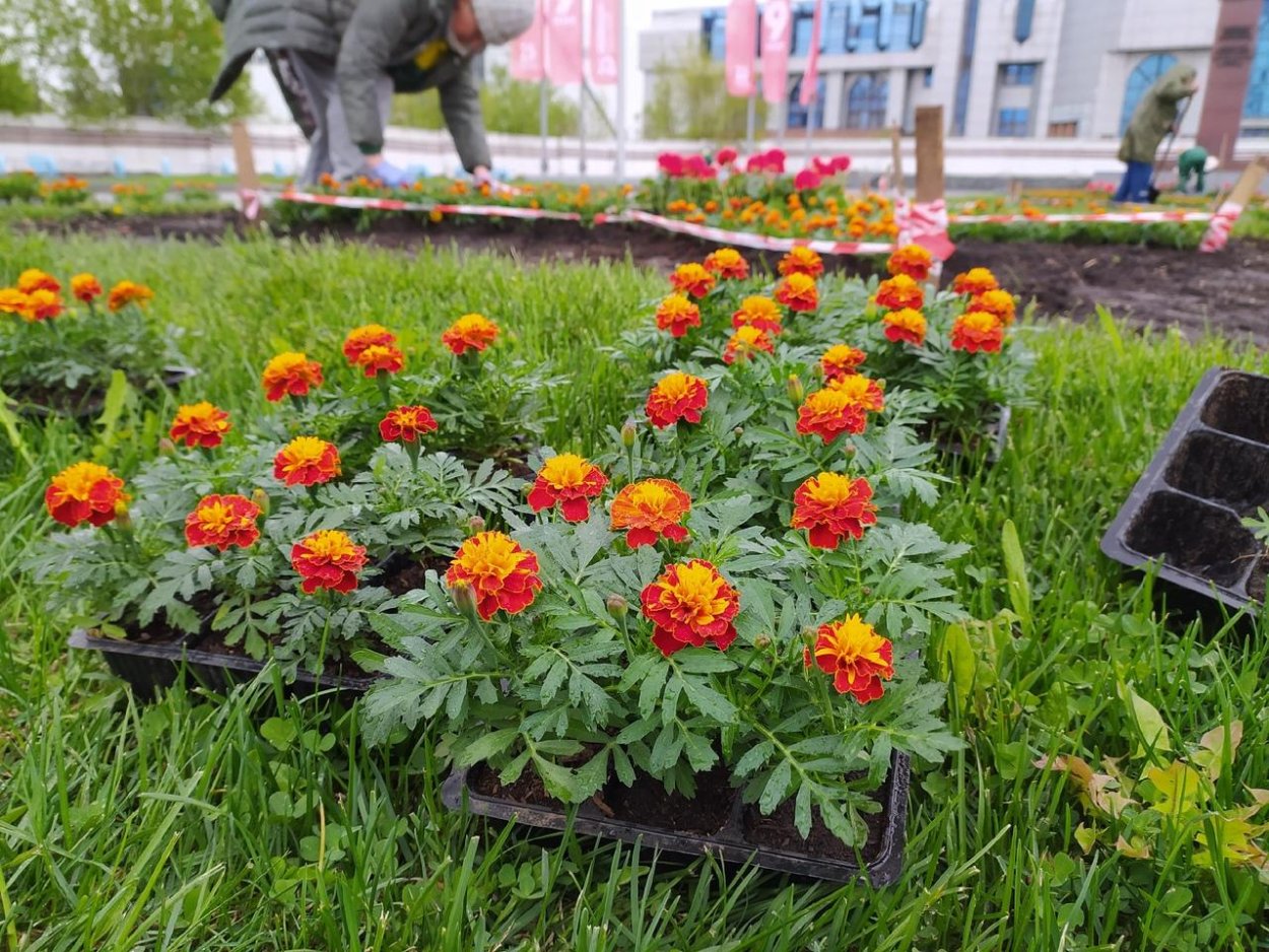 Сальвия агератум лобелия